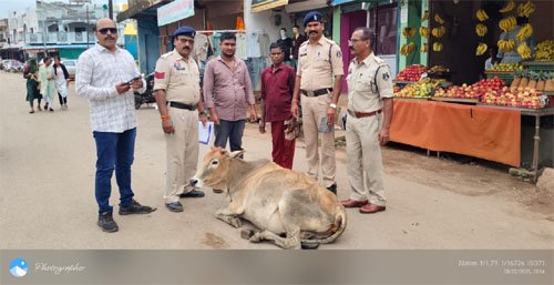 सड़क पर बैठे मवेशियों पर डोंगरगांव पुलिस की सख्त कार्रवाई, दो मालिकों पर अपराध दर्ज