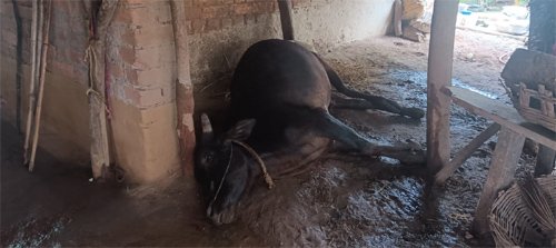 जहरीले टमाटर खाकर 12 मवेशियों की मौत, 15 बीमार, ग्रामीणों का फूटा गुस्सा
