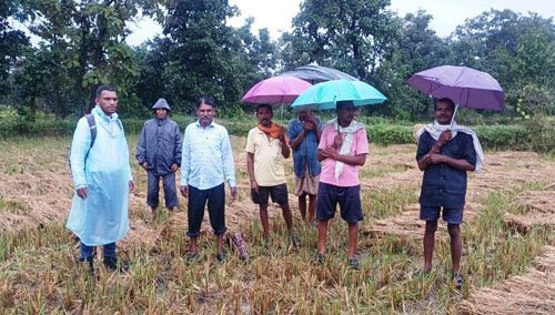 बरनालाकला में बारिश से फसल चौपट, किसानों के आवेदन पर कलेक्टर के निर्देश पर हुआ नुकसान का निरीक्षण