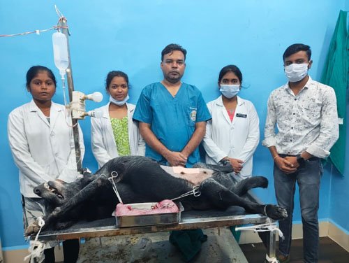 गंभीर संक्रमण से ग्रसित श्वास की जिला पशु चिकित्सालय टीम ने बचाई जान