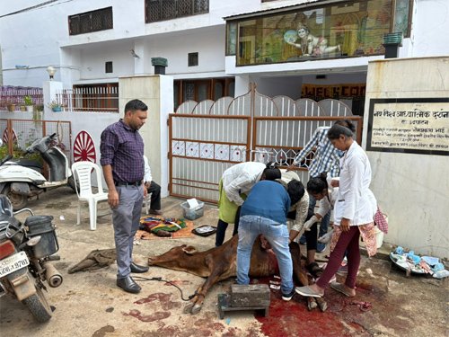 गाय का सफल सिजेरियन ऑपरेशन, बछड़े समेत बची जान