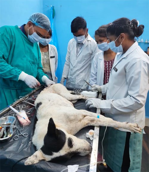 बेसहारा श्वान की पीठ से निकाला गया एक किलो का ट्यूमर, डॉक्टरों ने दिया नया जीवन