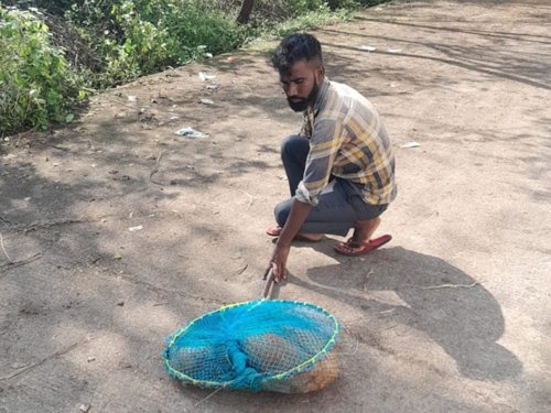 नगर निगम ने चलाया बधियाकरण अभियान, 5 माह में 800 आवारा कुत्तों का किया बधियाकरण