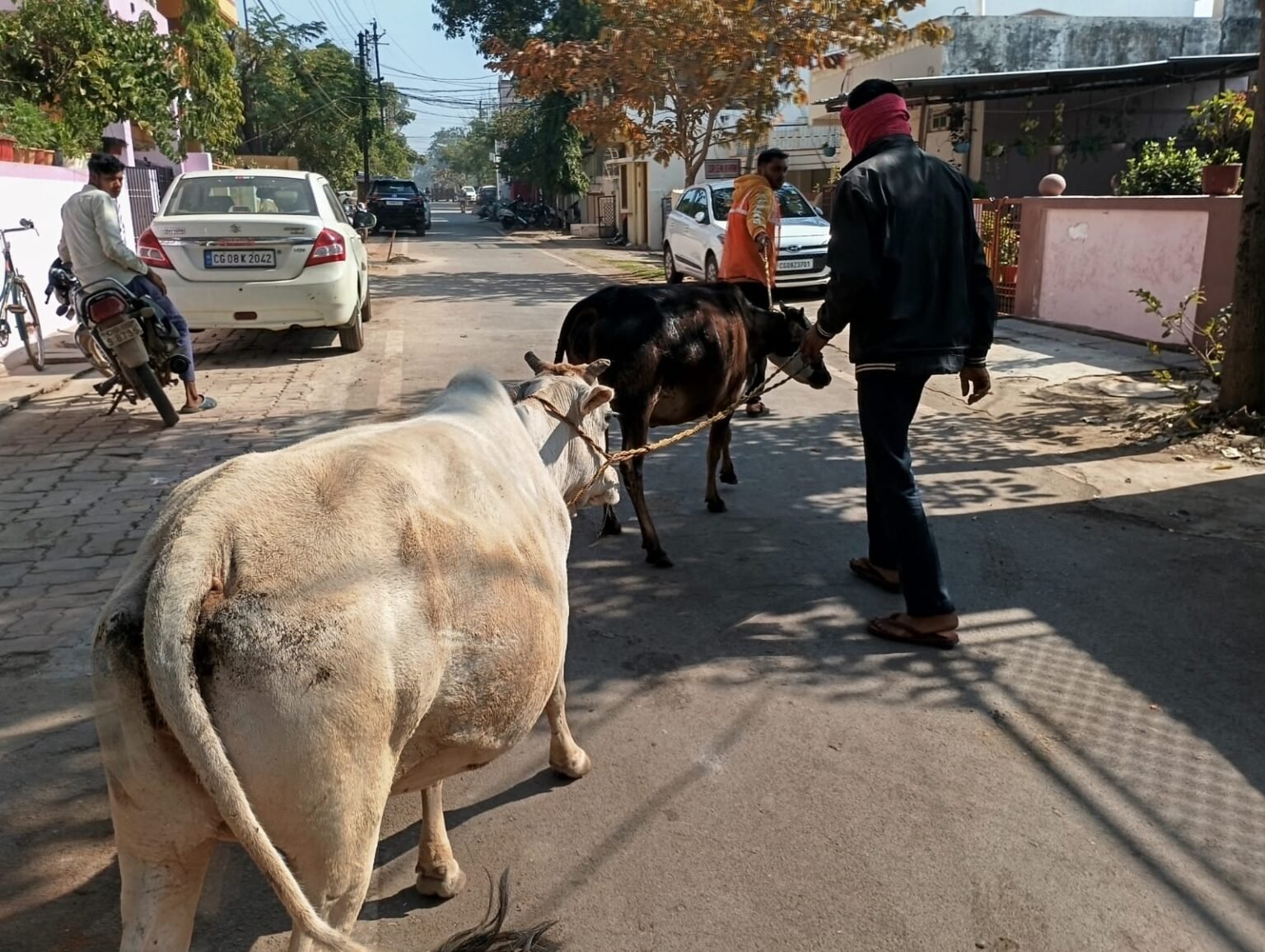नगर निगम का मवेशी धर-पकड़ अभियान, 8 मवेशी पकड़े गए