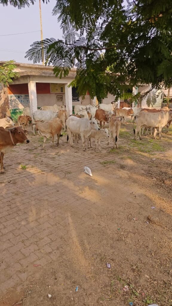 निगम की बड़ी कार्रवाई : ग्रामीण क्षेत्र से शहर में लाकर छोड़े जा रहे थे 50 मवेशी, पकड़ाया तो लगा 7700 रुपए जुर्माना